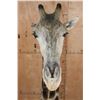 Image 7 : GIRAFFE Floor Pedestal Mount