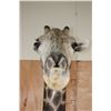 Image 8 : GIRAFFE Floor Pedestal Mount