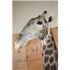 Image 9 : GIRAFFE Floor Pedestal Mount