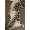 Image 4 : GIRAFFE Back and Leg Hide