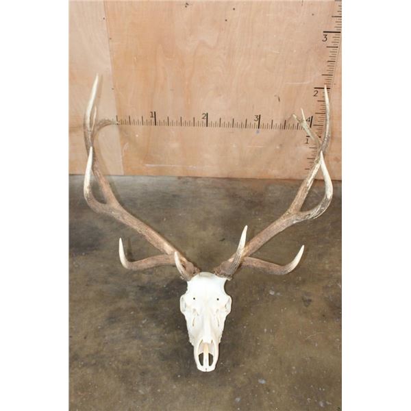 XXL 12-Point ELK Skull