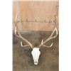 Image 1 : XXL 12-Point ELK Skull