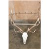 Image 2 : XXL 12-Point ELK Skull