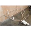 Image 3 : XXL 12-Point ELK Skull