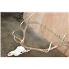 Image 4 : XXL 12-Point ELK Skull