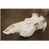 Image 5 : XXL 12-Point ELK Skull