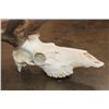 Image 6 : XXL 12-Point ELK Skull