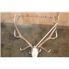 Image 7 : XXL 12-Point ELK Skull