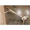 Image 8 : XXL 12-Point ELK Skull