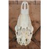 Image 9 : XXL 12-Point ELK Skull