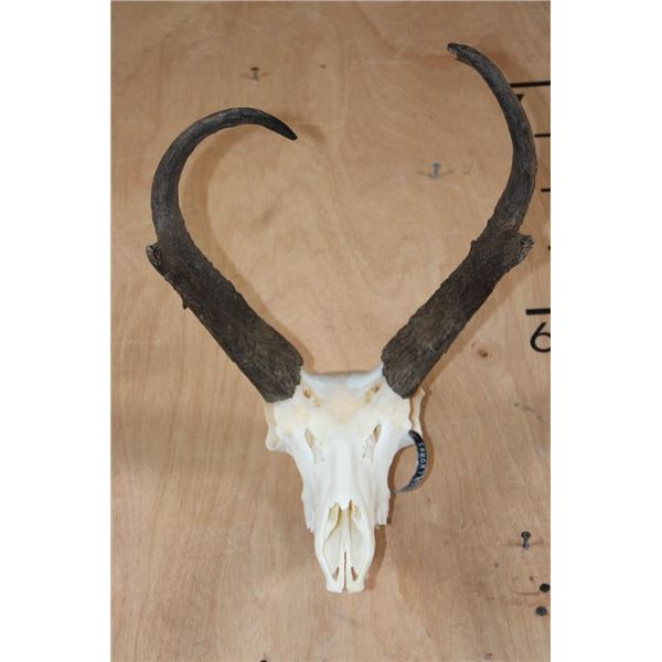 PRONGHORN Skull