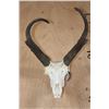 Image 1 : PRONGHORN Skull