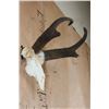Image 2 : PRONGHORN Skull