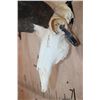 Image 4 : PRONGHORN Skull