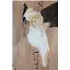 Image 5 : PRONGHORN Skull