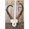 Image 6 : PRONGHORN Skull