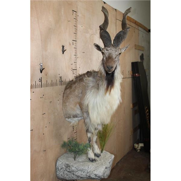 *TEXAS RESIDENTS ONLY* Half-body MARKHOR mounted on a Decorative Rock Base