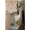 Image 1 : *TEXAS RESIDENTS ONLY* Half-body MARKHOR mounted on a Decorative Rock Base