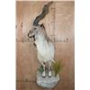 Image 2 : *TEXAS RESIDENTS ONLY* Half-body MARKHOR mounted on a Decorative Rock Base