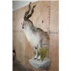 Image 3 : *TEXAS RESIDENTS ONLY* Half-body MARKHOR mounted on a Decorative Rock Base