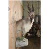 Image 4 : *TEXAS RESIDENTS ONLY* Half-body MARKHOR mounted on a Decorative Rock Base