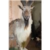 Image 5 : *TEXAS RESIDENTS ONLY* Half-body MARKHOR mounted on a Decorative Rock Base