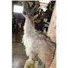 Image 7 : *TEXAS RESIDENTS ONLY* Half-body MARKHOR mounted on a Decorative Rock Base