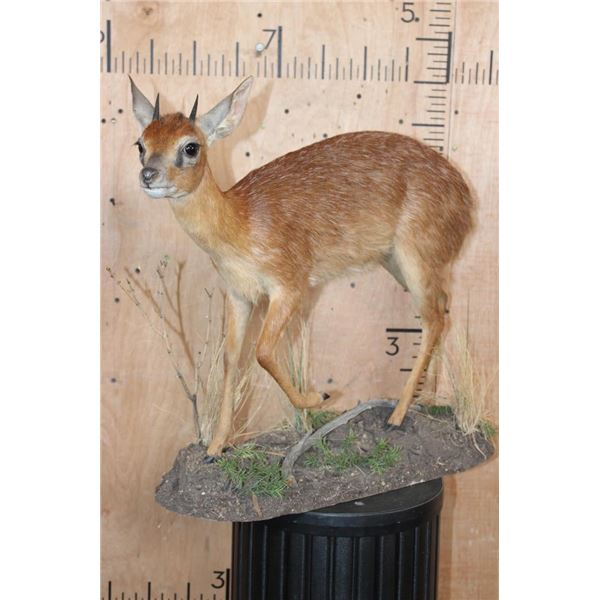 Life-sized CAPE GRYSBOK on a Decorative Base