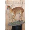 Image 1 : Life-sized CAPE GRYSBOK on a Decorative Base