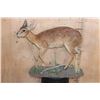 Image 2 : Life-sized CAPE GRYSBOK on a Decorative Base