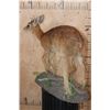 Image 3 : Life-sized CAPE GRYSBOK on a Decorative Base