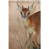 Image 4 : Life-sized CAPE GRYSBOK on a Decorative Base