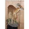 Image 5 : Life-sized CAPE GRYSBOK on a Decorative Base