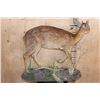 Image 6 : Life-sized CAPE GRYSBOK on a Decorative Base