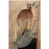 Image 7 : Life-sized CAPE GRYSBOK on a Decorative Base