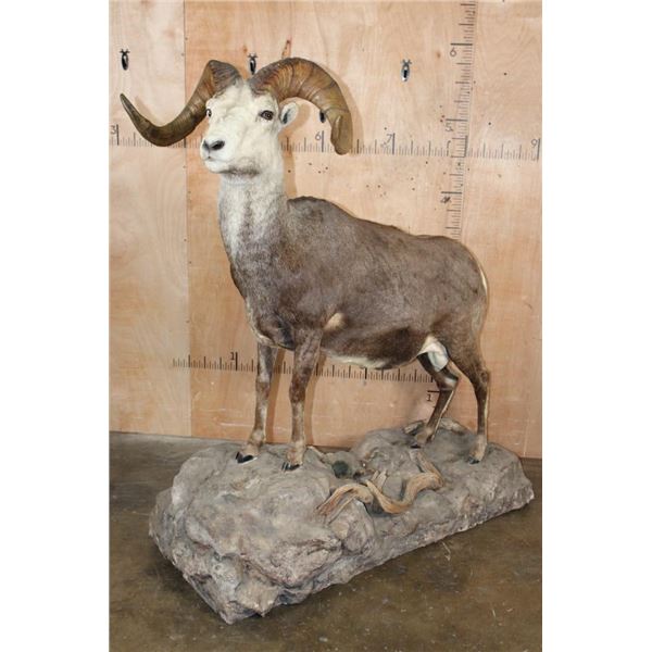 Life-sized STONE SHEEP on a Rocky Base with Wheels