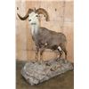 Image 1 : Life-sized STONE SHEEP on a Rocky Base with Wheels