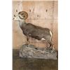 Image 2 : Life-sized STONE SHEEP on a Rocky Base with Wheels