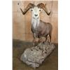 Image 3 : Life-sized STONE SHEEP on a Rocky Base with Wheels