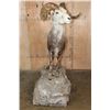 Image 5 : Life-sized STONE SHEEP on a Rocky Base with Wheels