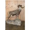 Image 6 : Life-sized STONE SHEEP on a Rocky Base with Wheels