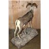 Image 7 : Life-sized STONE SHEEP on a Rocky Base with Wheels