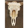 Image 10 : A-Grade 15-Point MOOSE Skull with All its Teeth