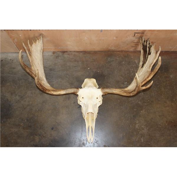 A-Grade 15-Point MOOSE Skull with All its Teeth