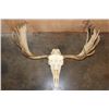 Image 1 : A-Grade 15-Point MOOSE Skull with All its Teeth