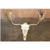 Image 2 : A-Grade 15-Point MOOSE Skull with All its Teeth