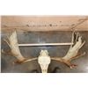 Image 3 : A-Grade 15-Point MOOSE Skull with All its Teeth