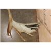 Image 4 : A-Grade 15-Point MOOSE Skull with All its Teeth