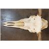 Image 7 : A-Grade 15-Point MOOSE Skull with All its Teeth