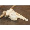 Image 8 : A-Grade 15-Point MOOSE Skull with All its Teeth